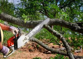 Best Tree Maintenance Programs  in Carteret, NJ