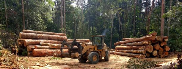Carteret, NJ Tree Care Company