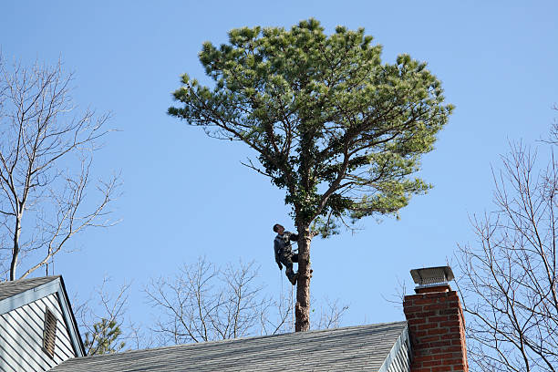 Best Palm Tree Trimming  in Carteret, NJ