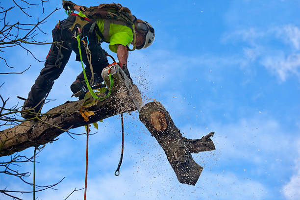 Best Leaf Removal  in Carteret, NJ