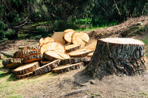 Best Firewood Processing and Delivery  in Carteret, NJ